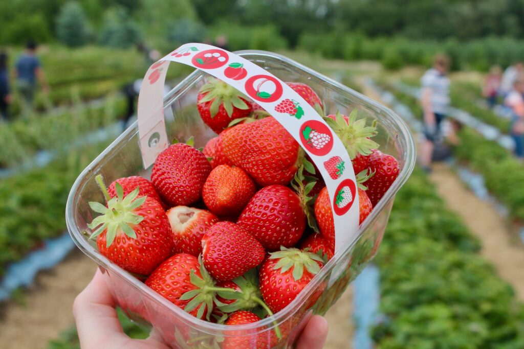 A close up image of a strawberry basket being held by a person. Only the hand holding the strawberry is seen. 